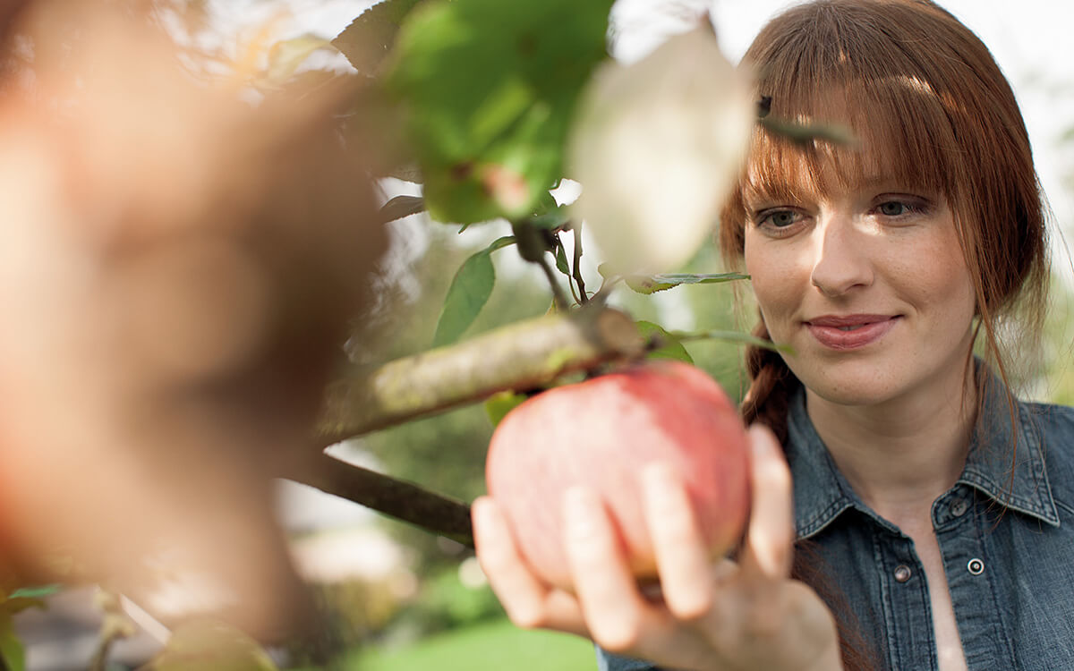 Eine Frau pflückt einen Apfel vom Baum