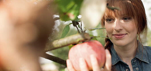Eine Frau pflückt einen Apfel vom Baum